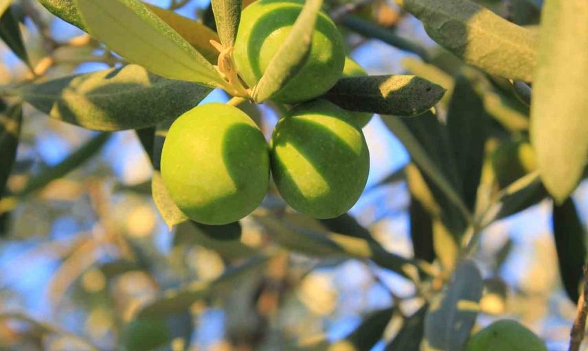 Gemlik'te zeytin maliyetleri açıklandı: 1 kilogram fiyatı 58 lira 14 kuruş