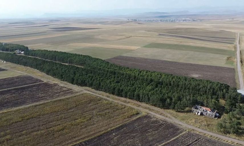55 yıl önceki fidanları bugün gururla izliyor: Turgut Ertop'un orman hikayesi