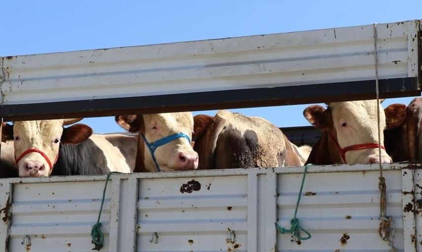 Bayburt’ta şap hastalığı nedeniyle hayvan hareketleri durduruldu