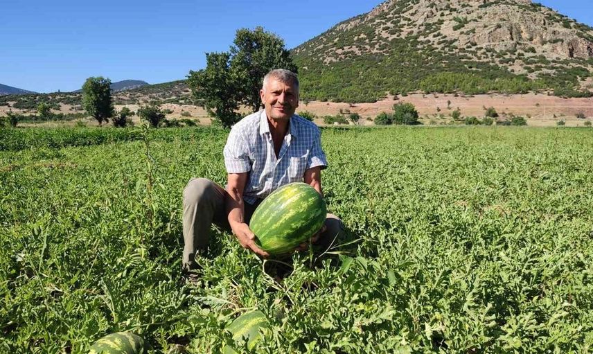 Denizli'nin lezzet simgesi dodurga karpuzu tezgahlara indi