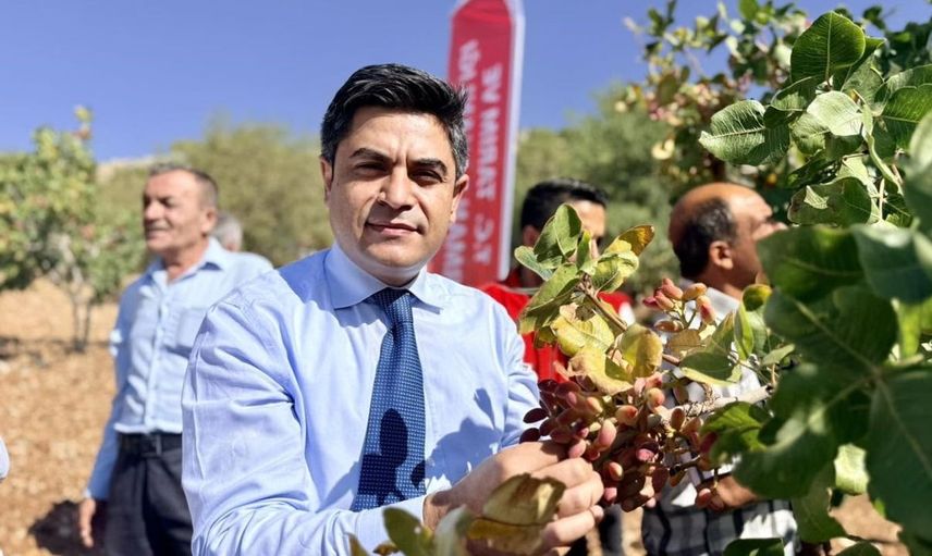 Adıyaman'da fıstık hasat sezonu başladı: Üreticiler yoğun mesaiye girdi