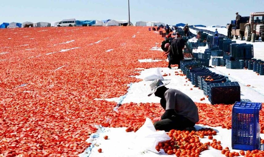 Gediz Ovası’nda hasat zamanı: Domatesler güneşle buluştu