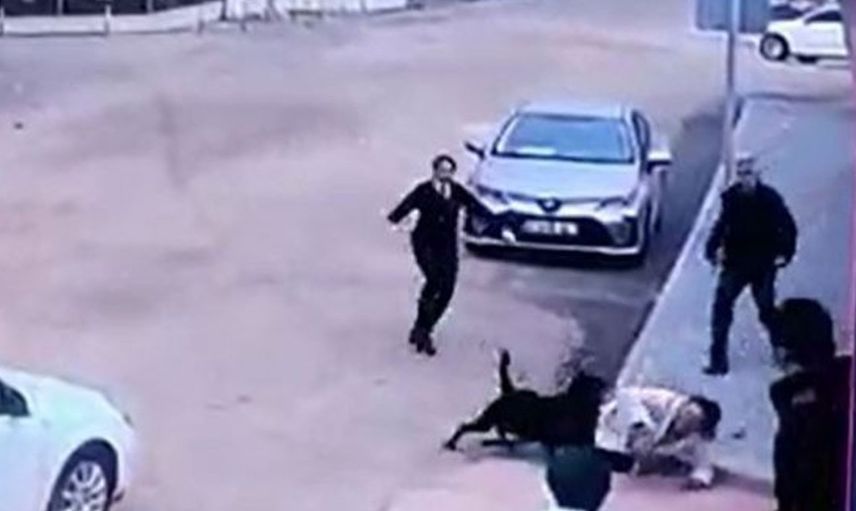 Dehşet anları kamerada! Gaziantep'te başıboş gezen köpek kadına saldırdı
