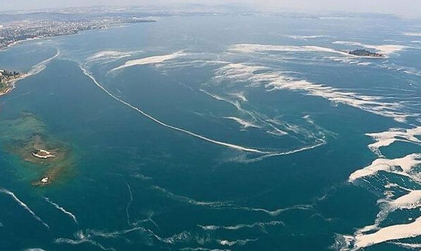 Deniz Salyası Av Yasağı Getirmeli mi Tartışması Yarattı