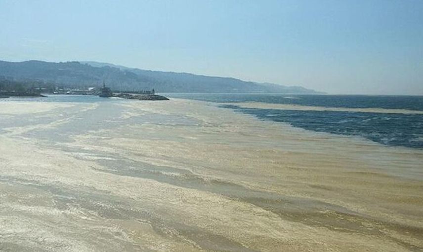 Deniz Salyası Nedir?