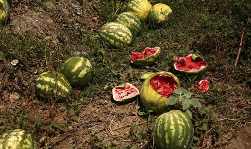Derece 54’ü gösterdi: Tarladaki hasat kurudu