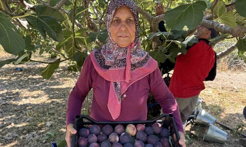 Antalya'da incir hasadı gecikti, kalite yükseldi ama rekolte düştü