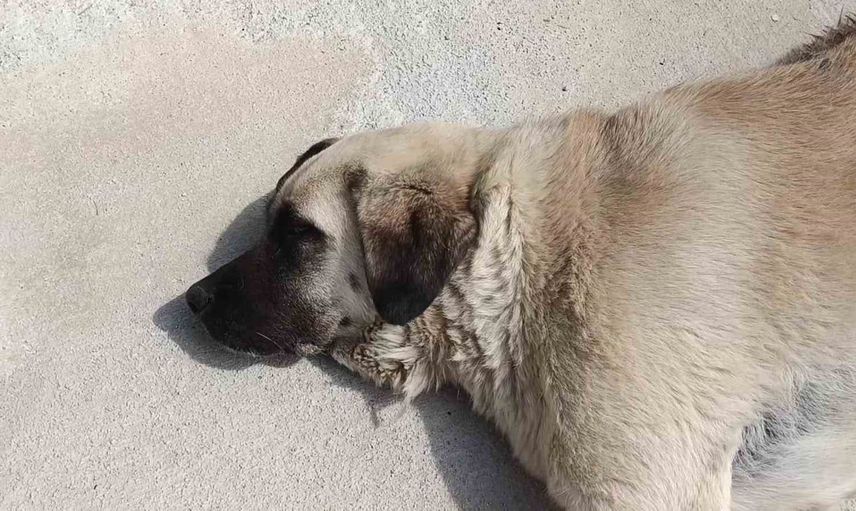 Suluova'da kedi ile köpeğin sıra dışı dostluğu dikkat çekiyor