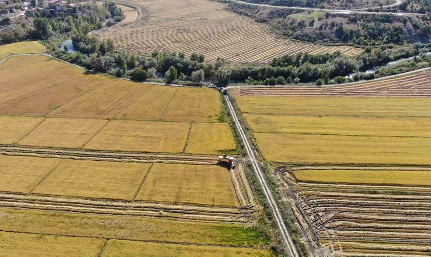 Tosya'da coğrafi işaretli sarıkılçık pirinci hasadı tüm hızıyla devam ediyor