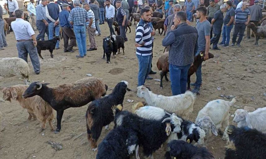 Dinen kurban olarak kesilmesi kabul edilmiş hayvan türleri hangileridir? Büyükbaş ve küçükbaş kurbanlık hayvanlar