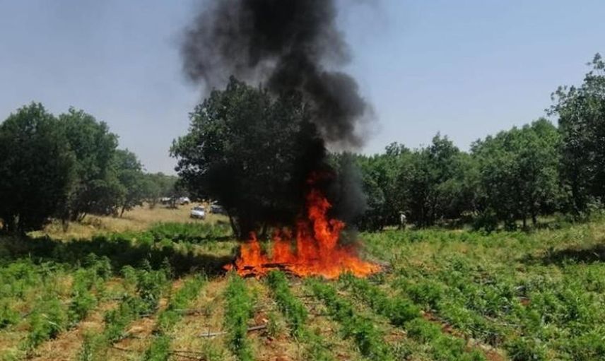 Diyarbakır’da 7 Milyon 233 Bin Kök Kenevir Yakalandı