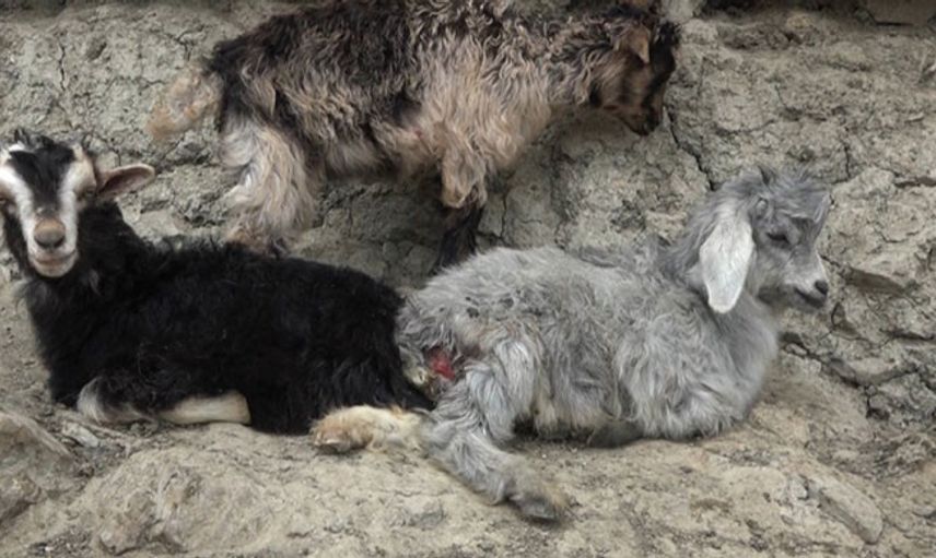 Diyarbakır’da Köpekler 20 Keçiyi Telef Etti