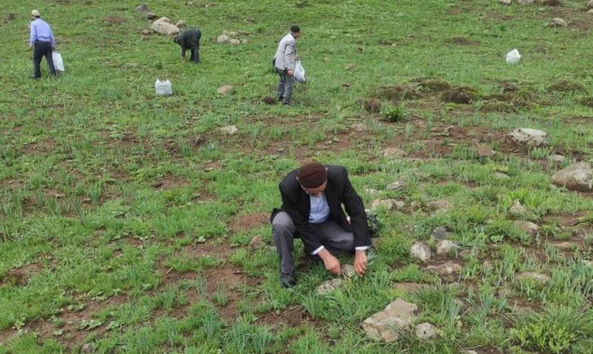 Doğu ve Güneydoğu huzura kavuştu: Teröristlerden arındırılan dağlar, vatandaşların geçim kaynağı oldu!