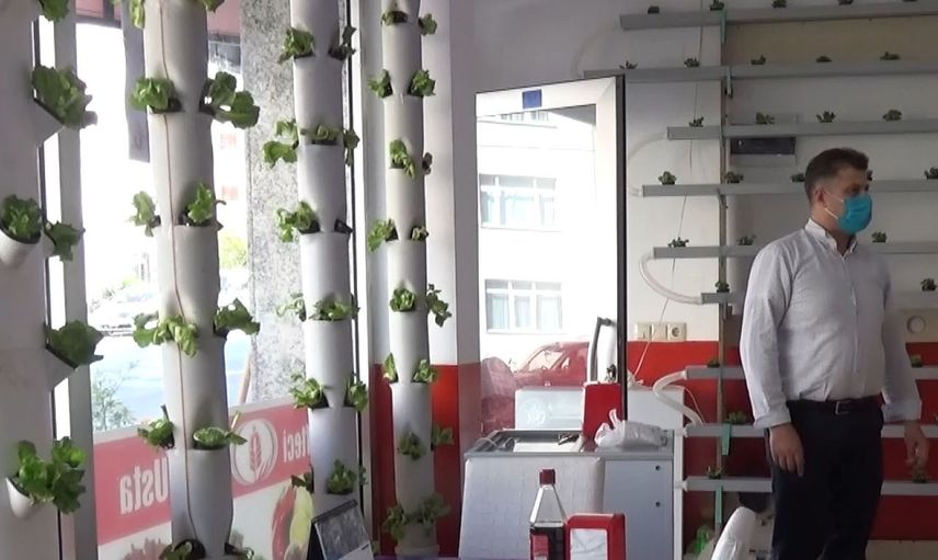 Dükkanının Duvarında Marul Yetiştiriyor, Müşteriler Dekor Sanıyor
