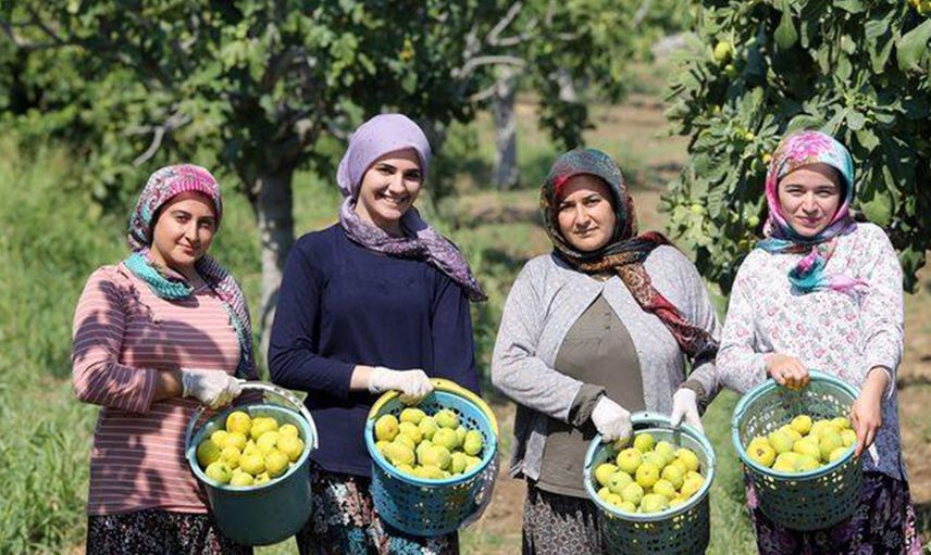 Dünyaca Ünlü Aydın İncirinde Hasat Başladı!