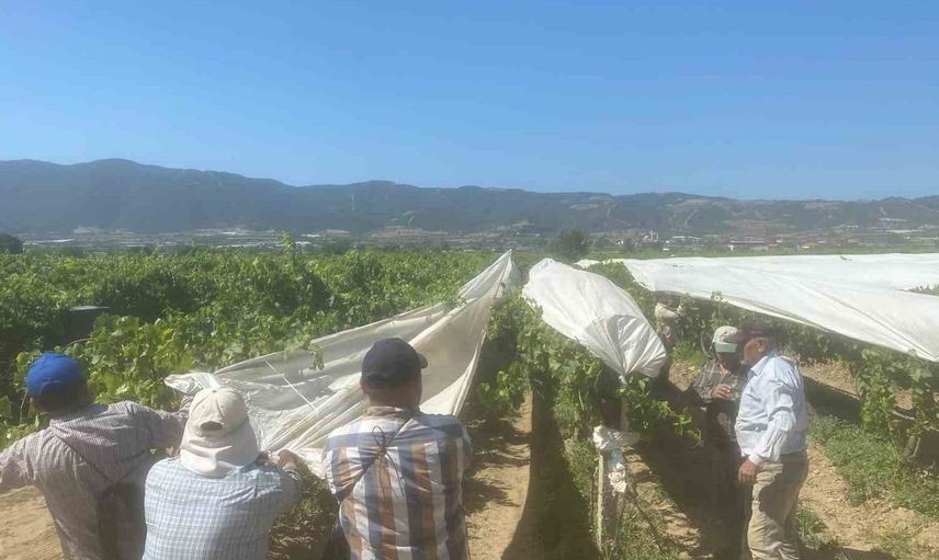 Dünyaca ünlü Sultaniye üzümüne beyaz kalkan
