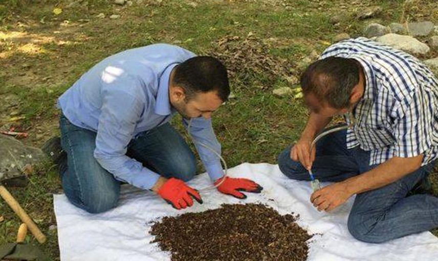 Dünyada Sadece Kahramanmaraş'da Yaşıyor! Yeni Keşfedilen Örümceğe 'Turkocranum' Adı Verildi