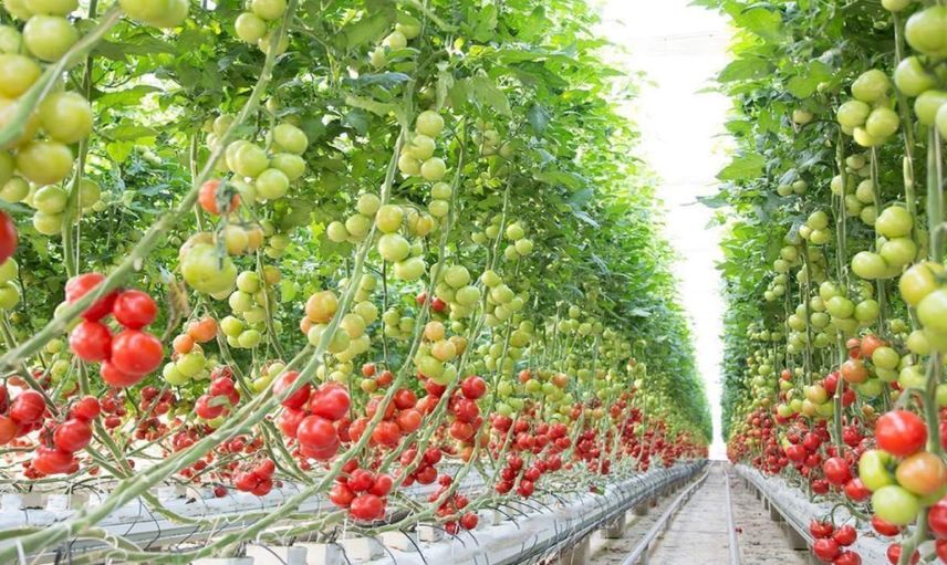 Dünyanın en büyük sera topluluğu hazır: Yıllık 250 bin ton sebze üretilecek