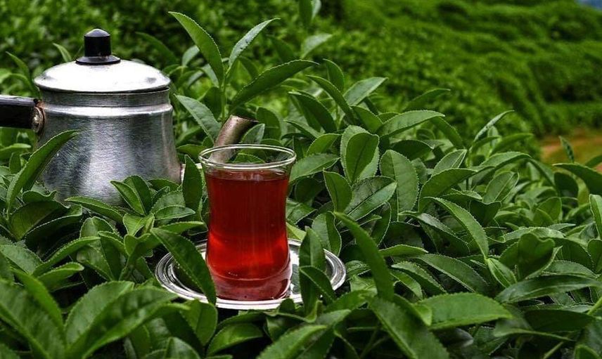 Dünyanın sofralarında, Tavşan kanı Türk çayları yudumlanıyor!