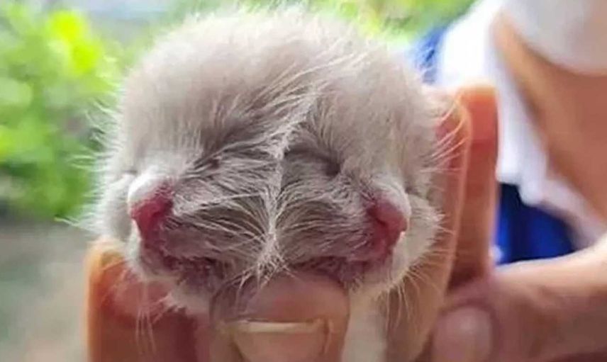Dünyayı şaşkına çeviren iki yüzlü kedi! Üzücü haber geldi