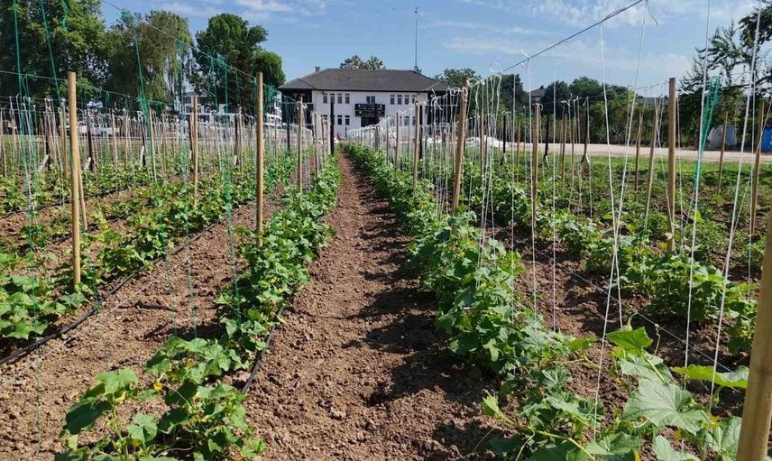 Düzce'de ata tohumu üretimi büyüyor