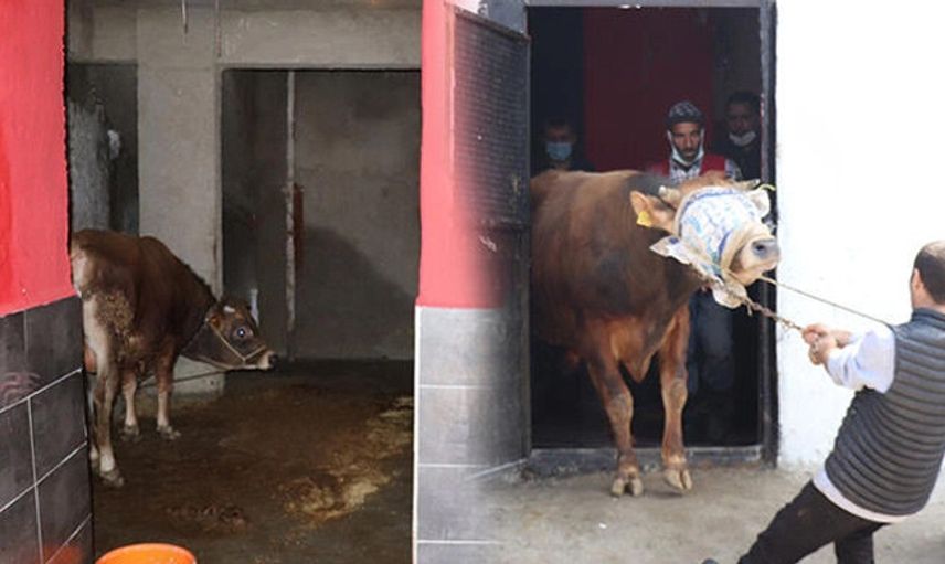 Düzce'de Kaçak Et Kesen 2 İş Yerine Baskın!