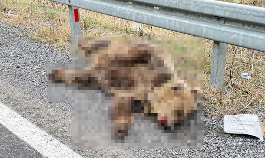 Yolcu otobüsü ayıya çarptı: Hayvan telef oldu