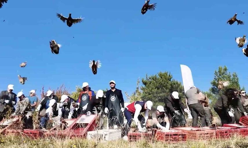 Kastamonu'ya 900 sülün salındı: Yaban hayatı için destek adımı