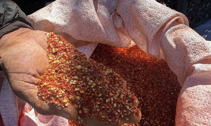 Ata tohumu pul biberle çiftçilikte yeni bir başarı öyküsü
