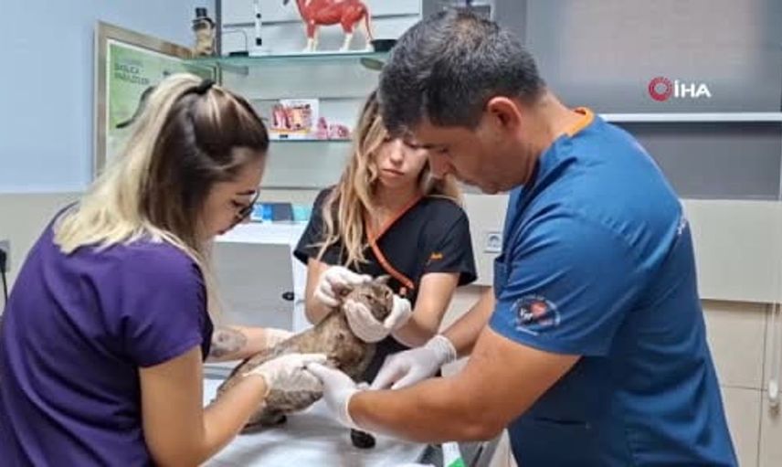 Kumluca'daki orman yangınında kurtarılan kedi sağlığına kavuşuyor