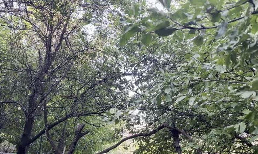 Bingöl’de bahçede keyifli anlar: Sinapın korkusuz ziyareti