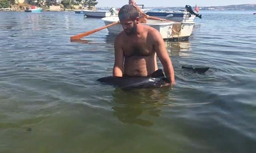 Erdek'te karaya vuran yavru yunus, denize geri döndü