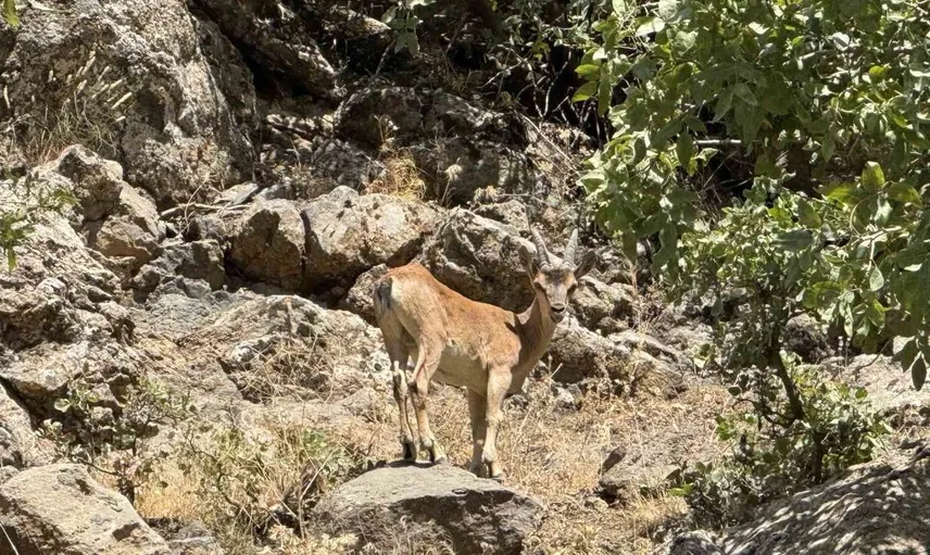 Şırnak'ta koruma altındaki dağ keçileri yola indi