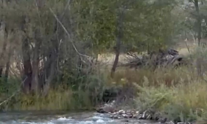 Tunceli'de yaban domuzu akıntıya meydan okudu