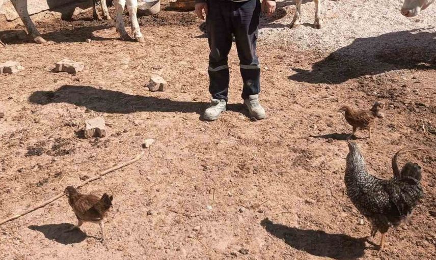 Gedizli üreticilere destek: 95 damızlık büyükbaş hayvan dağıtıldı
