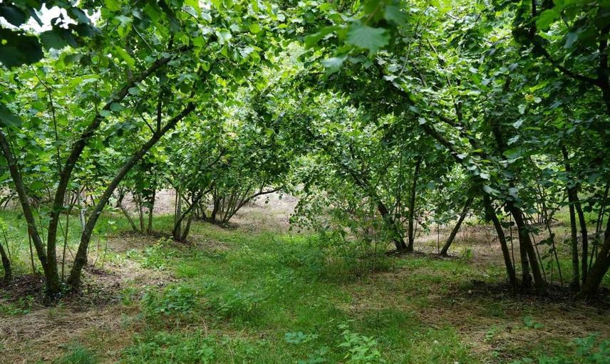 Samsun'da fındık rekolte tahmin çalışmaları tamamlandı