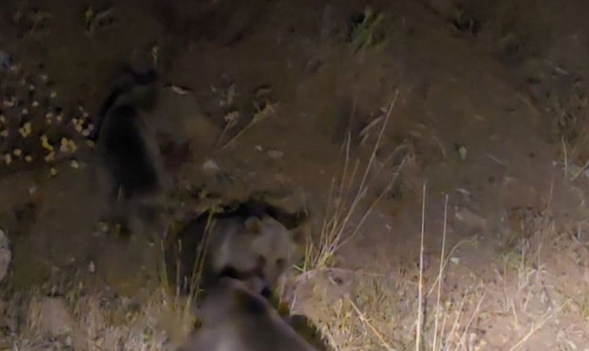 Tunceli'de doğanın kalbinde anne ayı ve üç yavrusu görüntülendi
