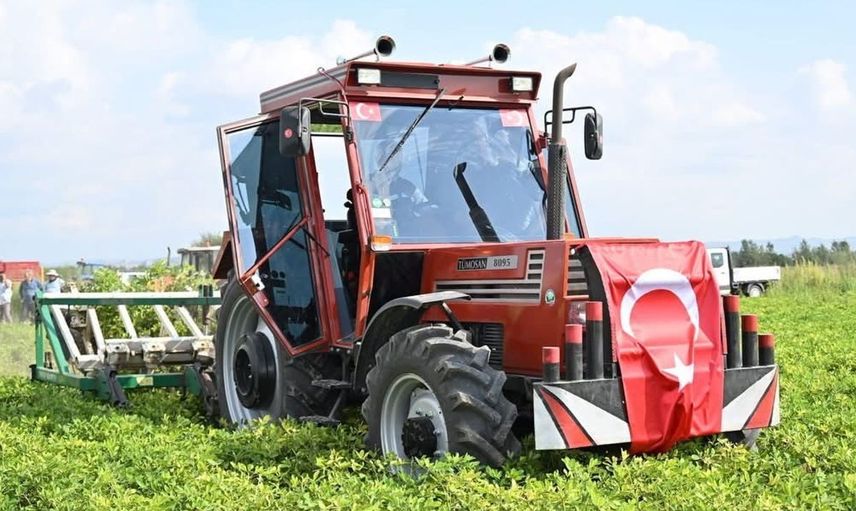 Osmaniye'de yer fıstığı hasadında bereket yılı: 50 bin ton rekolte hedefleniyor