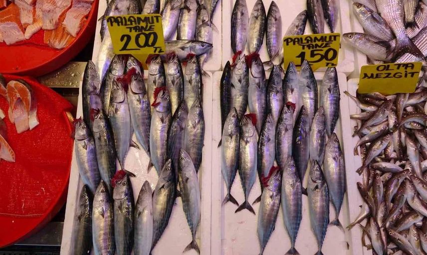 Palamut sezonunda umutlar yükseliyor: 'Bu sene bereketli geçecek'