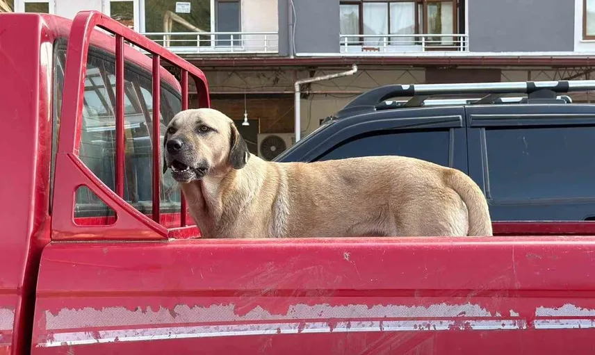 Tanımadığı köpekle başlayan dostluk, çay fabrikasında pekişti