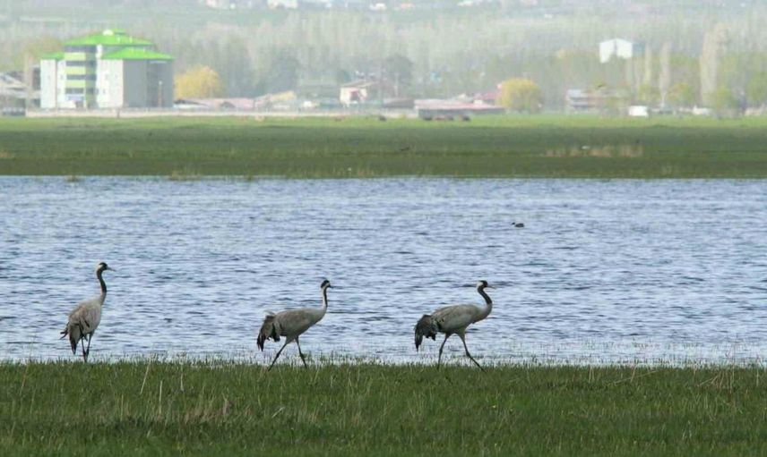 Erzurum türkülerinde kuş melodileri: Güvercin ve turnanın kültürel derinliği keşfedildi