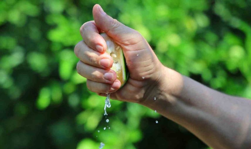 Adana'da limon üreticileri alternatif ihracat yolları arıyor