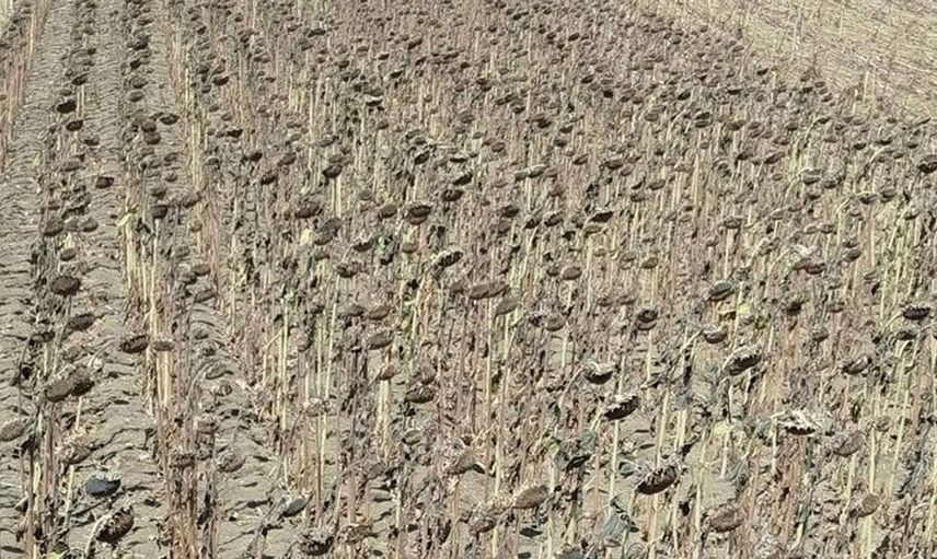 Hayrabolu'da ayçiçeği hasadı başladı, çiftçilerin umutları yeşerdi