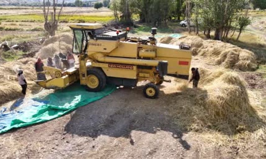 Kızılcahamam’da 40 yıl aradan sonra çeltik hasadı başladı