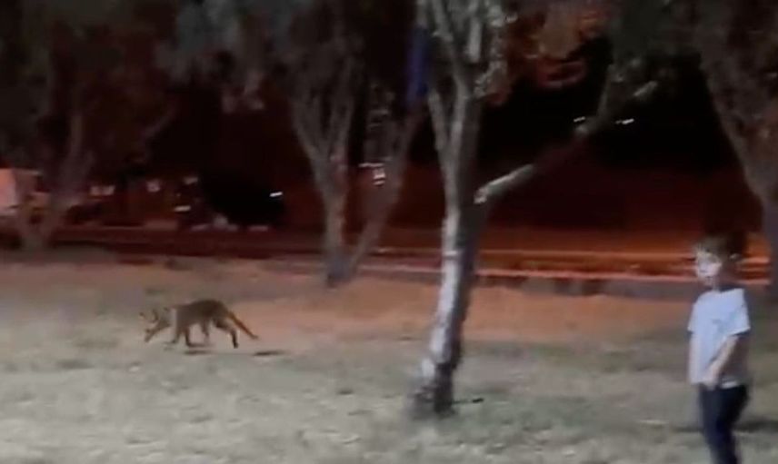Çanakkale'de tilki, minik çocuğun topuna göz dikti