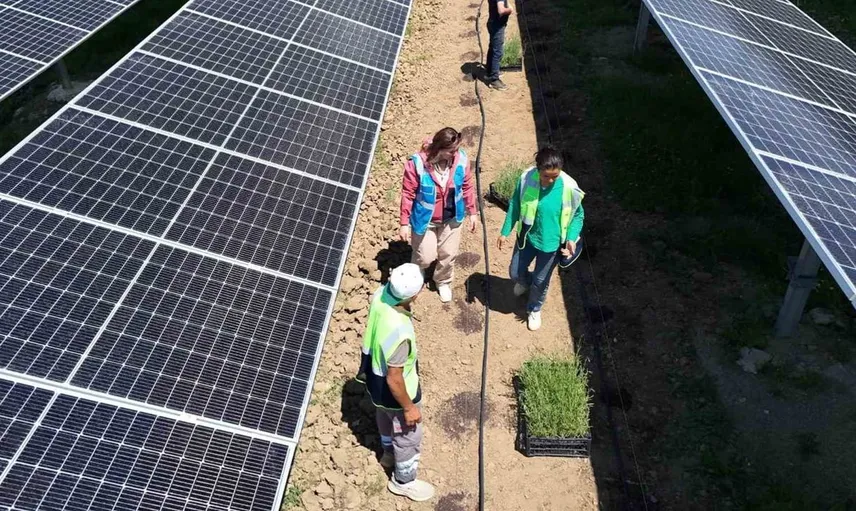 Ladik'te güneş gücü ve tarım buluştu: Agrivoltaik hasat dönemi başladı