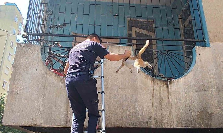 Korkup kaçan hamile kediyi itfaiye ekipleri kurtardı