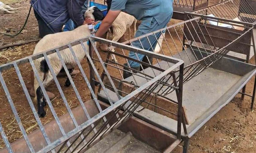 Köşk'te küçükbaş hayvanlara sağlık taraması ve kimliklendirme çalışması