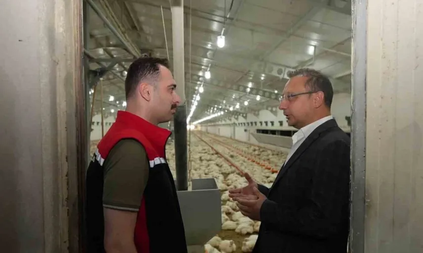Üzümlü tavuk çiftliğinde üretim süreçleri incelendi
