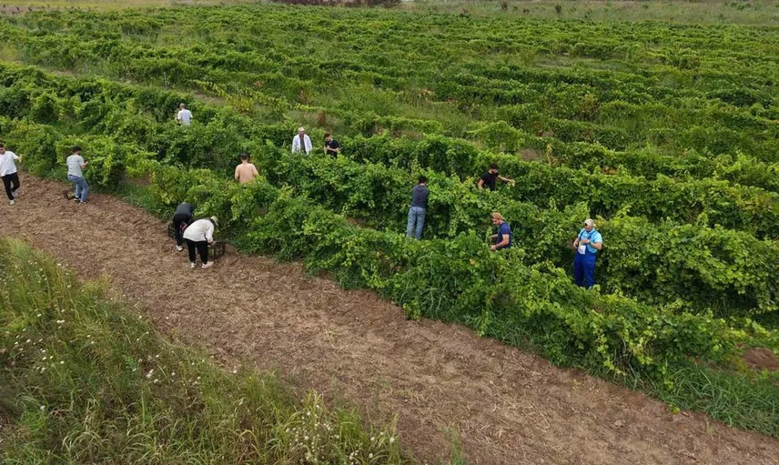 Samsun'da üzüm hasadı başladı: Öğrenciler uygulamalı eğitim alıyor